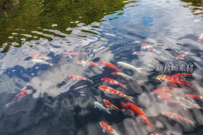 五颜六色的锦鲤图案在日本国家公园。日本姬路城