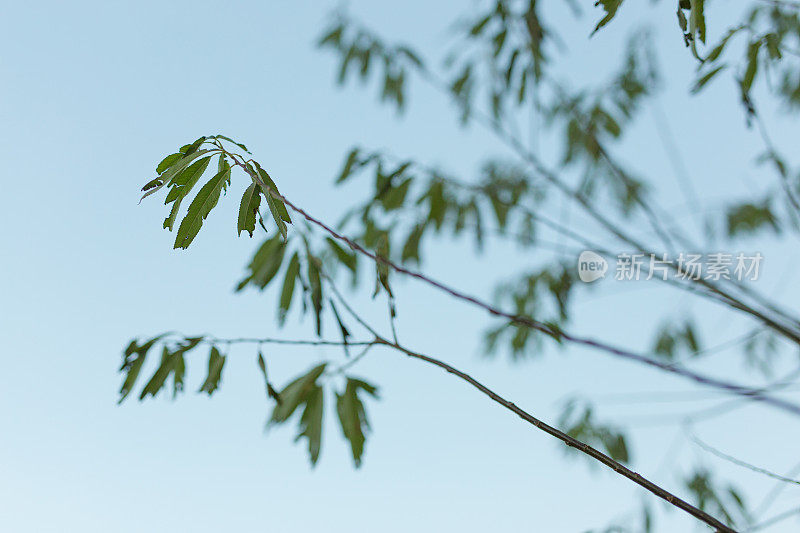 树枝与树叶对着天空