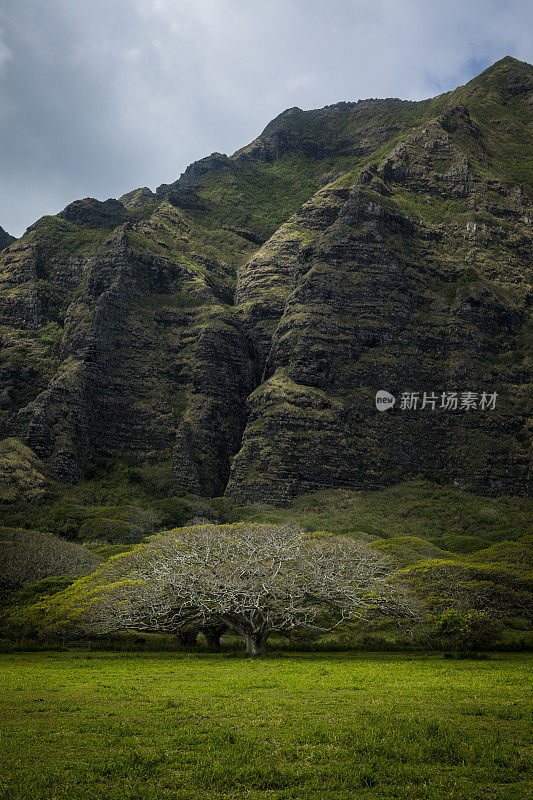 《侏罗纪公园》的拍摄地是夏威夷瓦胡岛著名的库亚罗亚牧场。