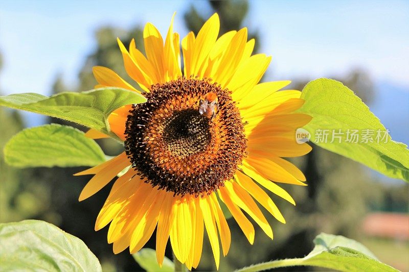 大黄蜂在夏天的向日葵上