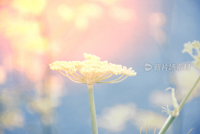 野生茴香(小茴香)花