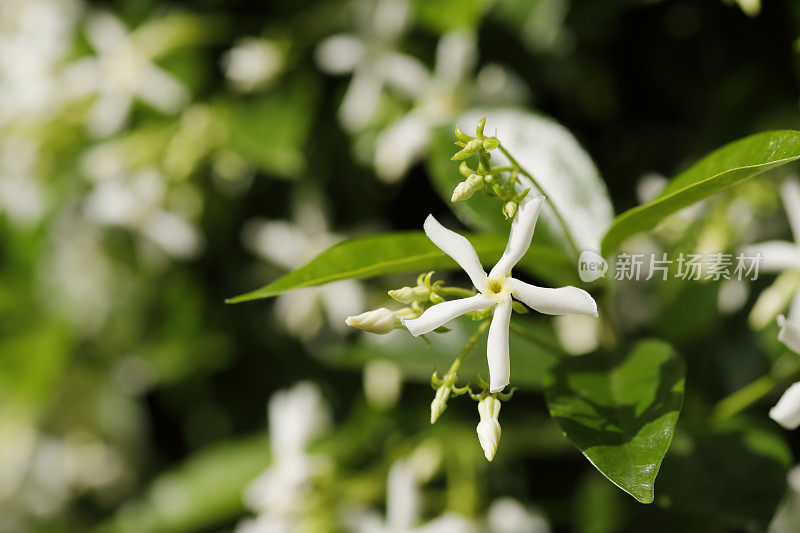 明星茉莉花