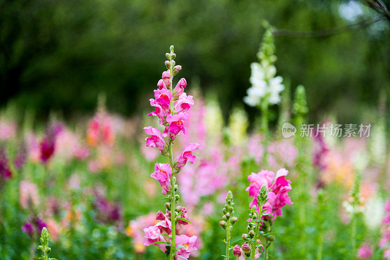 金鱼花在花园里