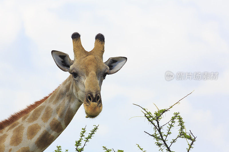 长颈鹿Safari非洲