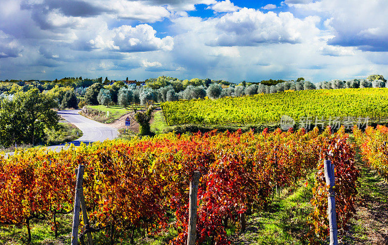 秋天的风景-美丽的葡萄园的托斯卡纳，意大利