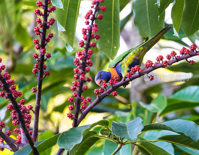 彩虹鹦鹉正在吃来自昆士兰伞树的浆果