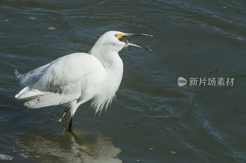 港水中大白鹭和小鱼