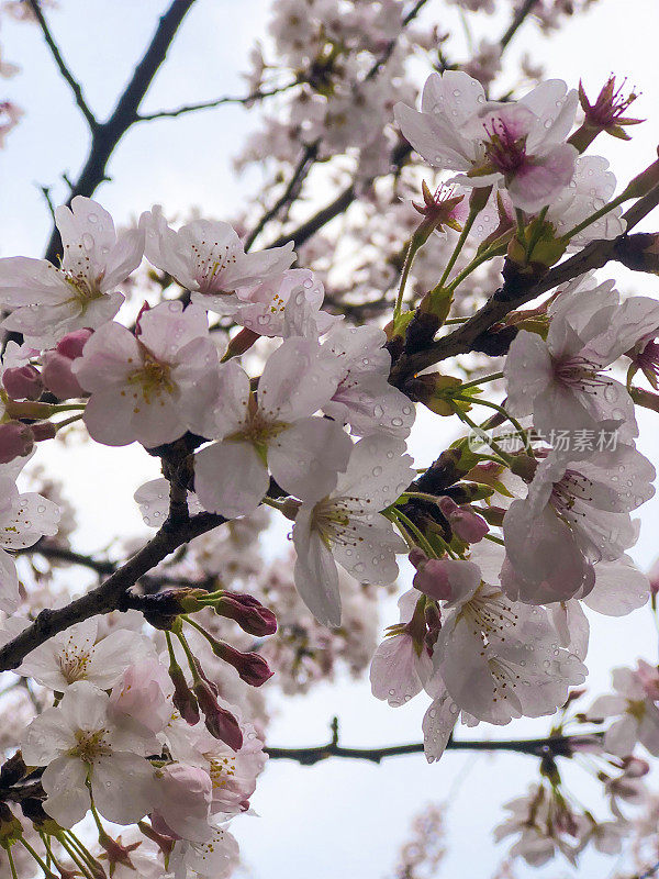 樱花和天空