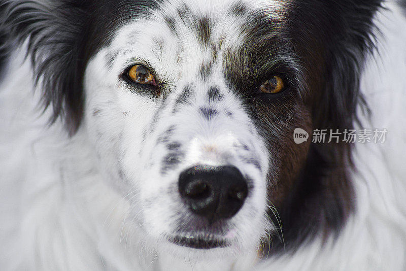 边境牧羊犬澳大利亚牧羊犬肖像