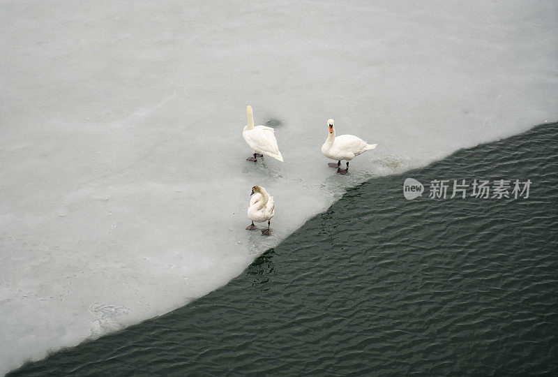 树上的天鹅在冰冻的水面上