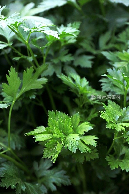 自家种的香菜