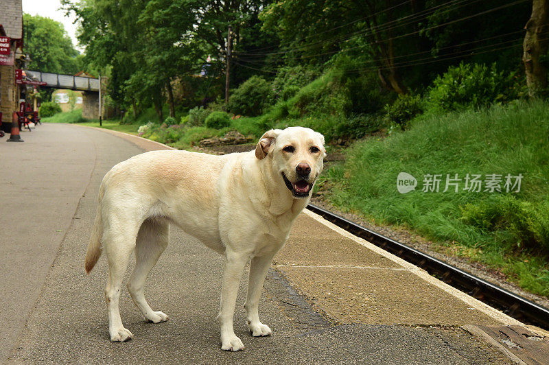 英国火车站的拉布拉多寻回犬