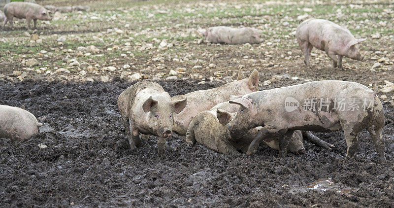 猪在泥