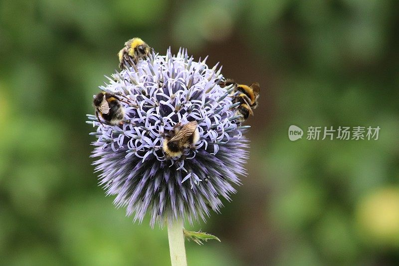 山坡上的石头和石南