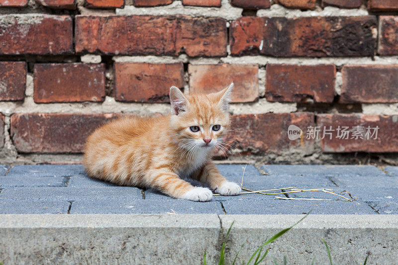 小猫咪在墙边的人行道上