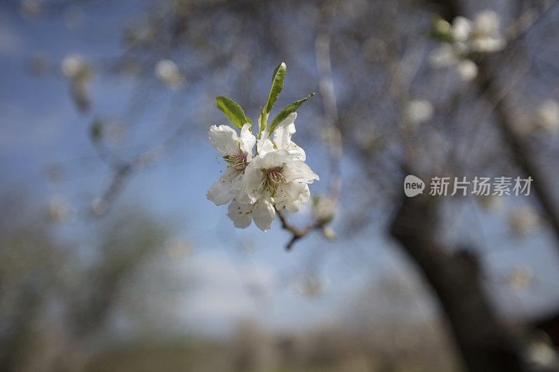 扁桃花