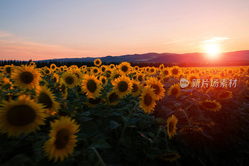 美丽的日落在向日葵田在中国