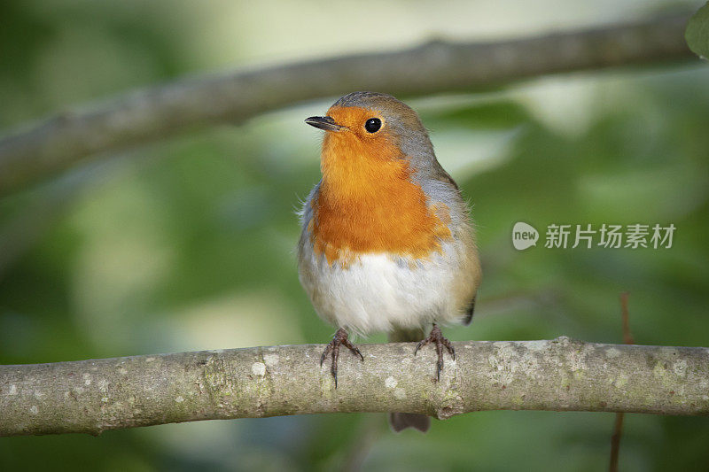 罗宾(红心rubecula)