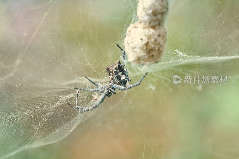热带帐篷-蜘蛛网蜘蛛-香茅