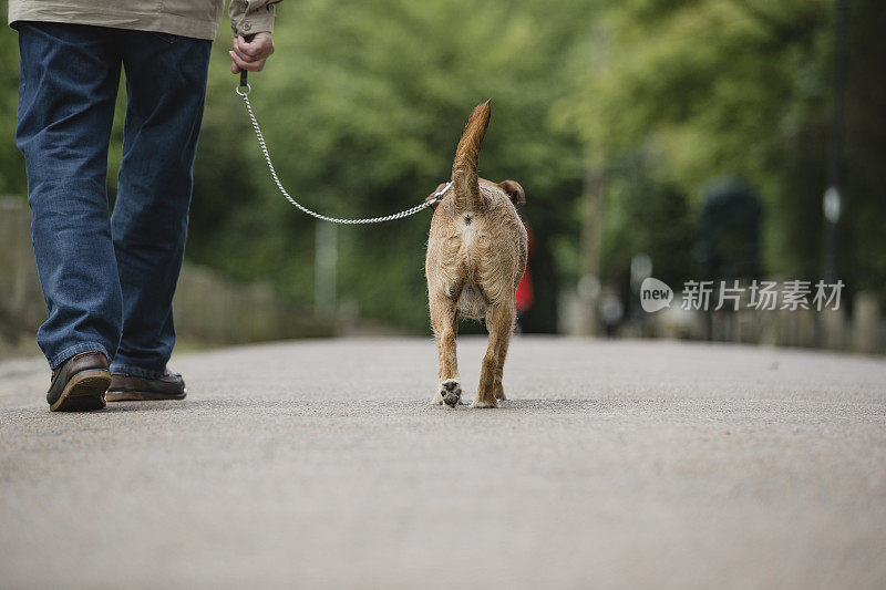 遛狗的小猎犬