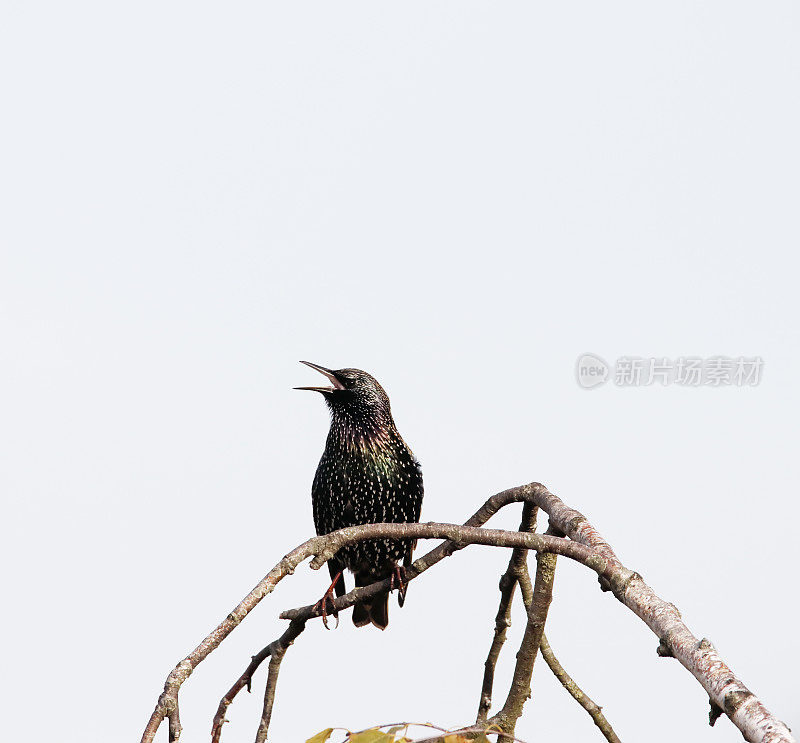 普通椋鸟(普通椋鸟)歌唱