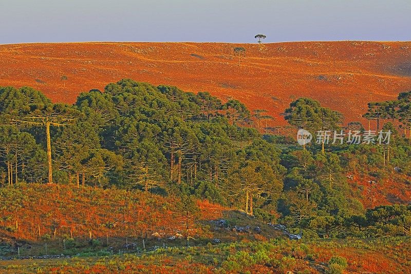 草地和阿劳卡里亚景观在日出附近的格兰多-巴西南部