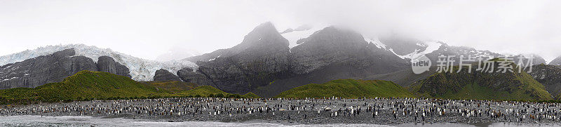 在圣安德鲁湾海滩上的大企鹅群的宽阔视野