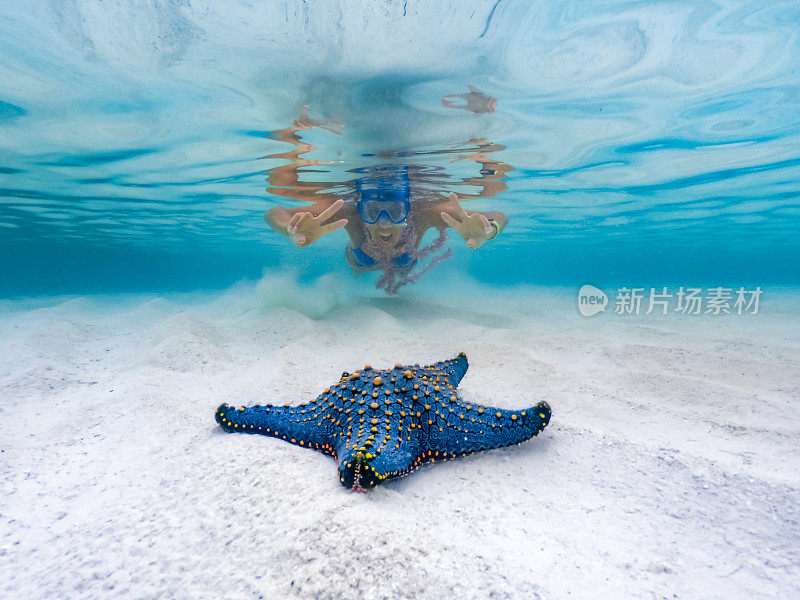 成年妇女浮潜在热带浅海和发现一个大的蓝色海星