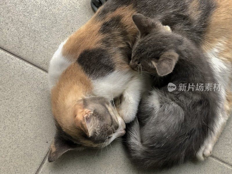 猫妈妈和小猫在睡觉