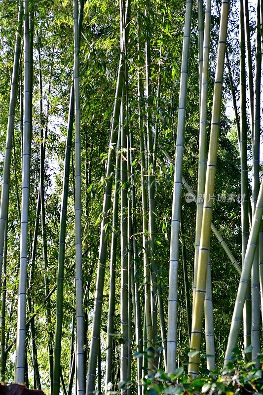 京都佐野的竹林