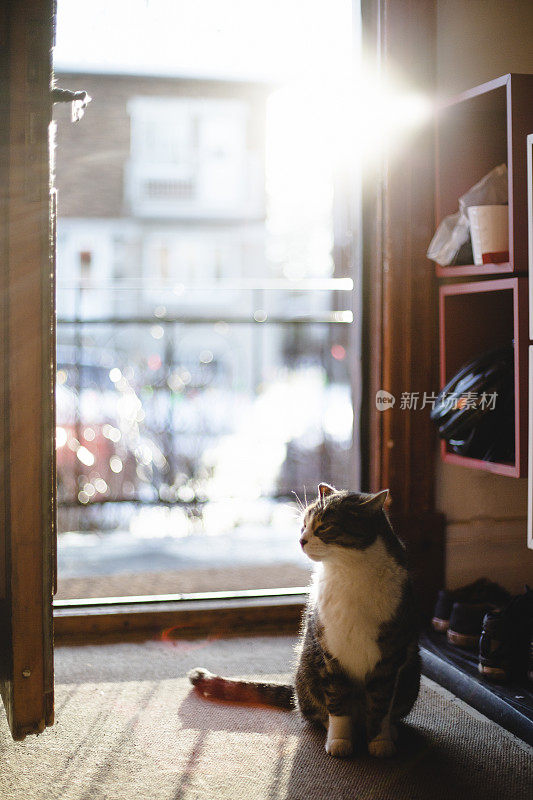 夕阳西下，家猫站在门槛上