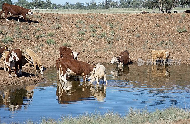牧草喂养的肉牛赫里福德小母牛在干旱期间饮用。