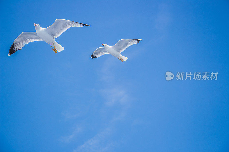 海鸥在海面上飞翔