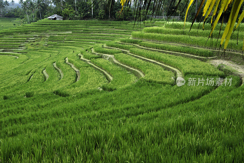 印度尼西亚巴厘岛的梯田风景