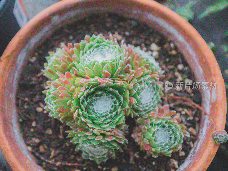 盆栽肉质植物母鸡和小鸡