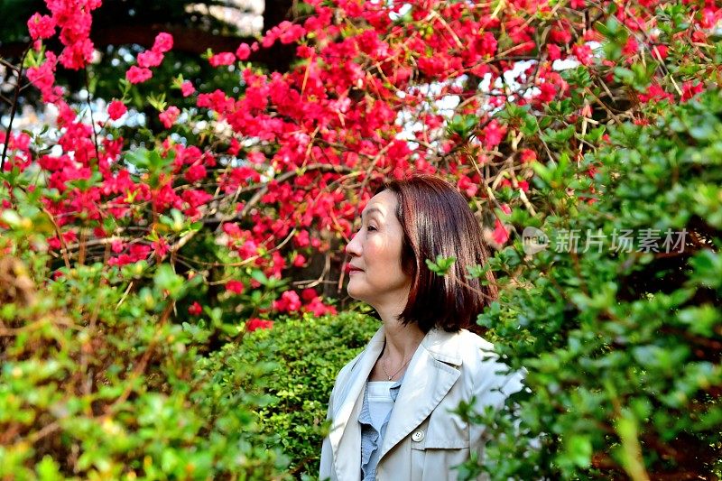 日本女人在东京的公园里欣赏红桃花