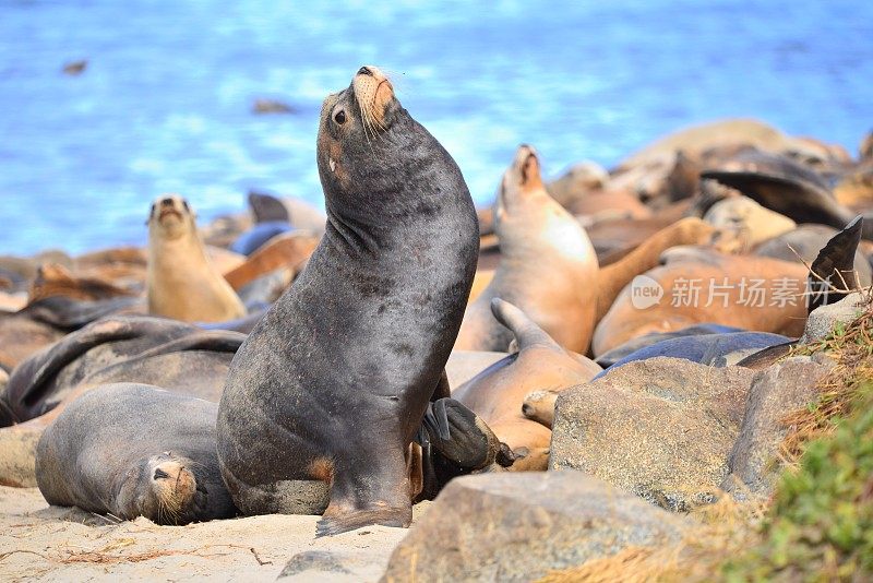 男性海狮