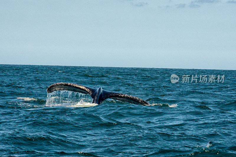 在班德拉斯湾，一头大型座头鲸潜到深海，露出它有力的尾巴