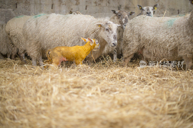 刚出生的小羊羔在铺有稻草的棚子里
