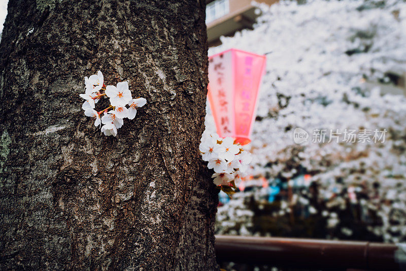 日本东京目黑河的樱花盛开季节