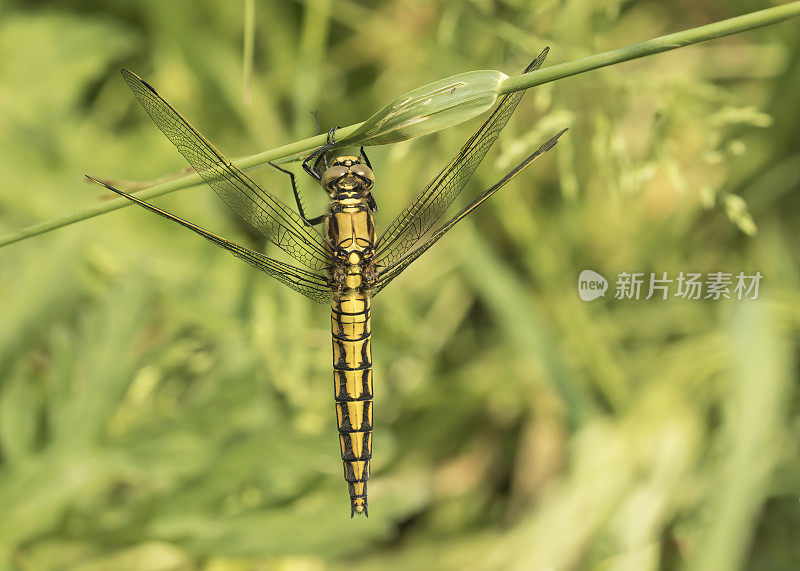 雌性黑尾蜻蜓