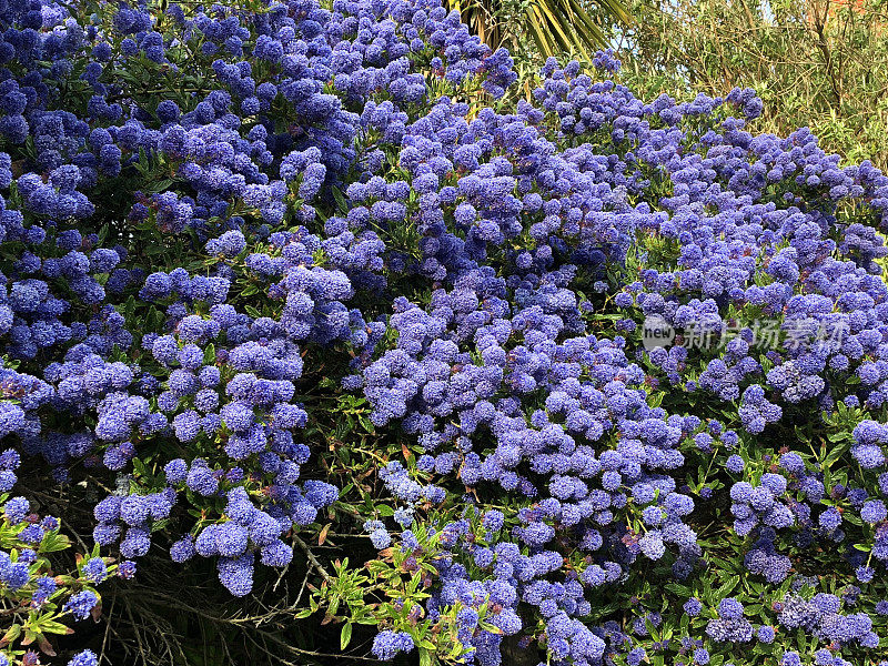 英国假山花园的形象，蓝色的海葵花(蓝色的蓝宝石)在加利福尼亚的丁香灌木上生长在海边的海滩，耐盐开花常绿灌木，蓝色的海葵适合严酷的条件和充分的阳光盛开的春天