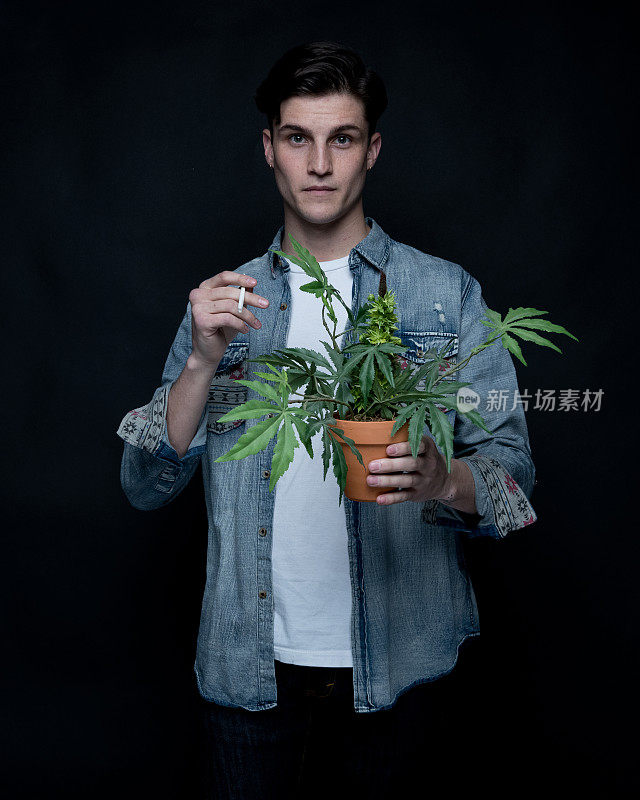 男子与大麻植物的近距离观察