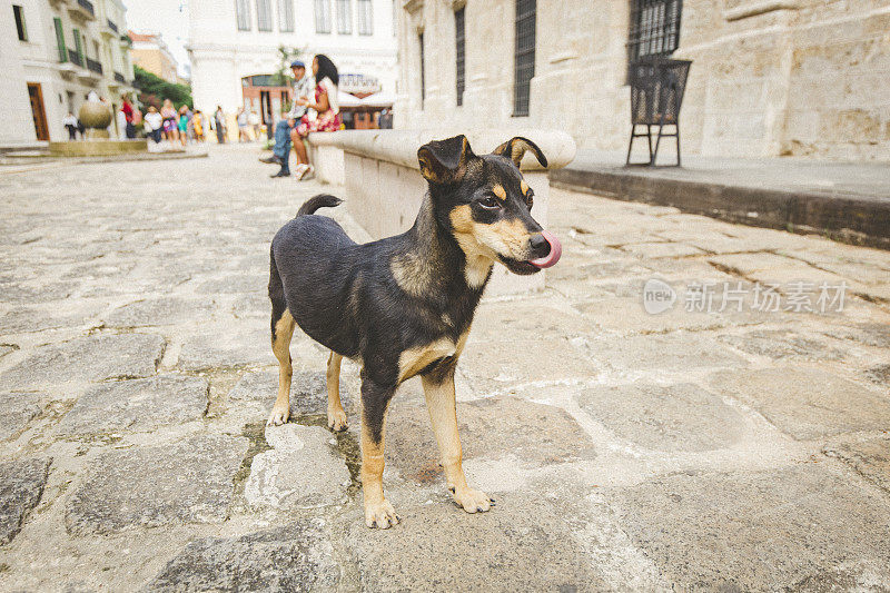 古巴哈瓦那的街头狗