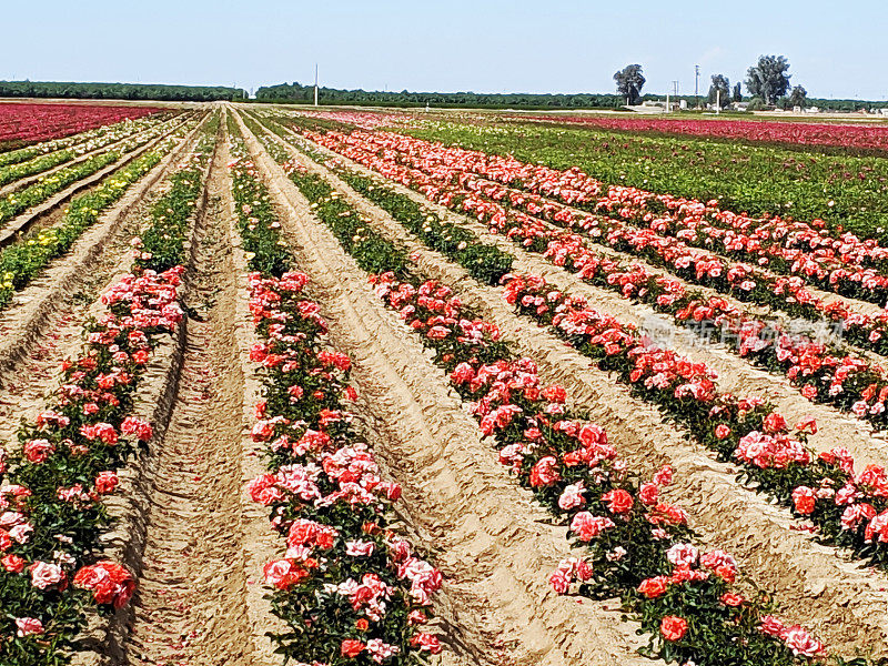 加州贝克尔斯菲尔德附近盛开的花田