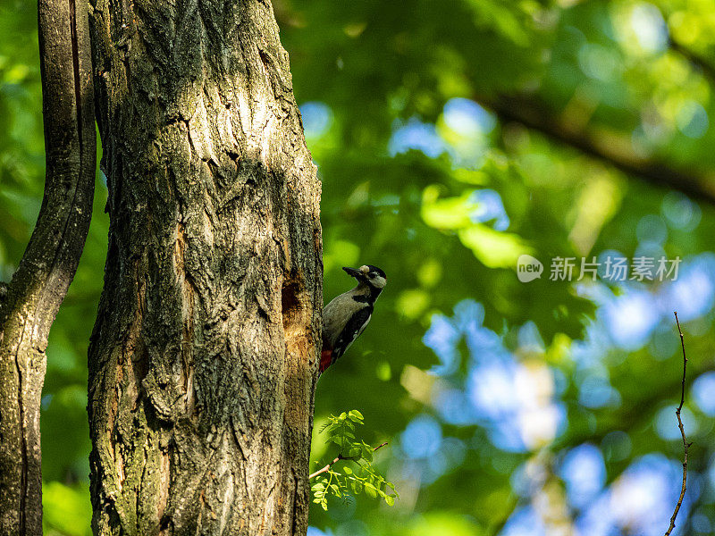 小斑点啄木鸟