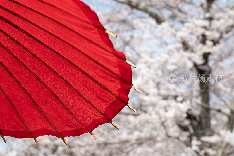 日本的樱花