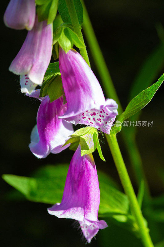 野花盛开(毛地黄)