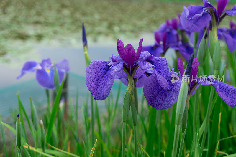 紫色的虹膜花