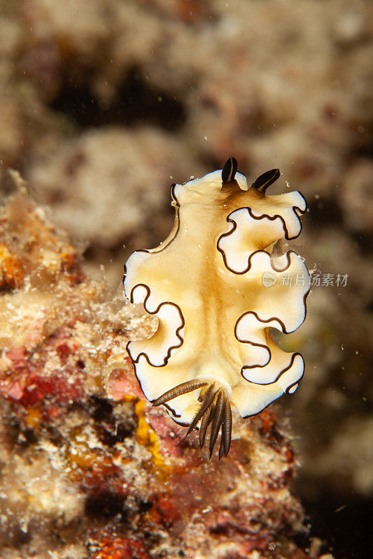 海洋生物。彩色的海蛞蝓水下生物裸鳃